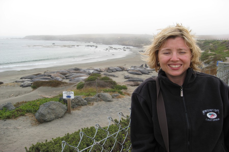 ../image/elephant seals near san simeon julie 2.jpg